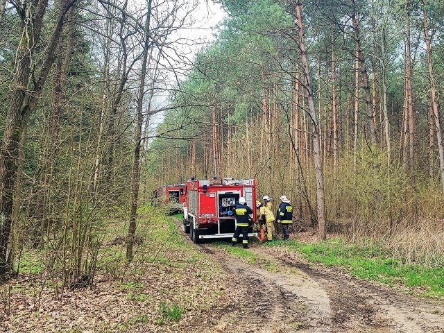 Pożar lasu w miejscowości Przejmy